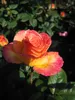 Beetrose Gartenspaß® - Rosa Gartenspaß® - Kordes Rose - Produktbild-Vorschau 5