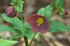 Helleborus x or. 'Blue Lady', Christrose, blauviolett, ca. Produktbild-Vorschau 2