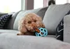 JW Hol-ee Roller M (11,5 cm) Giocattolo a sfera per cani di Anteprima dell’immagine prodotto 6