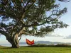 Adventure Hammock Fire AZ-1030412 (rot/orange) Produktbild-Vorschau 19