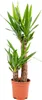 Bloomique - Yucca Elephantipes - Yucca pied d’éléphant - Voir les images du produit 1