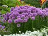Stauden Gänge 1 x Allium ‚Millenium' im 1 Liter Topf - Produktbild-Vorschau 1