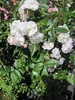 Rosa Sweet Siluetta ® - Ramblerrose Sweet Siluetta - Kordes Produktbild-Vorschau 2
