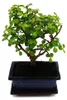 Bonsaj - Portulacaria afra - Nefritovník - Africký sloní Náhled obrázku produktu 3