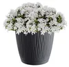 Weisser Kunststofftopf 13 Cm 1,0 L. Ryfo-Abdeckung, Produktbild-Vorschau 4