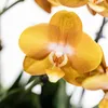 Sada oranžových orchidejí Kolibri Orchids v bavlněném Náhled obrázku produktu 4