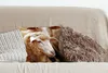MuchoWow® Zierkissen Sofakissen Wohnzimmer Dekokissen 40x40 Produktbild-Vorschau 4