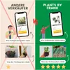 Plants by Frank | 48 Johanniskraut Pflanzen | Hypericum Produktbild-Vorschau 7