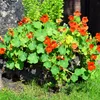 Kapuzinerkresse Samen (Tropaeolum majus) - Farbenprächtige, Produktbild-Vorschau 4