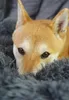 djumana.pet cuscino per cani cuscino per gatti rotondo Anteprima dell’immagine prodotto 11