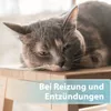 Felisept Hautpflegespray für Katzen 250ml - Milbenspray Produktbild-Vorschau 3