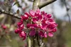 Zierapfel Rudolph 80-100 cm, im Topf - Malus Produktbild-Vorschau 3
