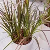 Emerald Künstliches Gras - Matilda | 90 cm, UV-beständig, Produktbild-Vorschau 2