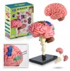 Anatomisches Gehirn Modell 4D 32 Teile Bausatz für Biologie Produktbild-Vorschau 1