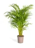 Goldfruchtpalme - Dypsis lutescens - Areca - Solitärpflanze Produktbild-Vorschau 1
