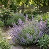 Bloomique - Lot de 6 - Nepeta Walker's Low - Cataire - Voir les images du produit 6