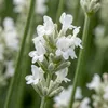 6x Lavandula ang. Edelweiss P9 H20 Produktbild-Vorschau 2