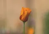 raxxa Premium-Puzzle "Mohnblüte", 1000 Teile Produktbild-Vorschau 2