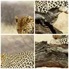 Wanduhr - Rund - Glasuhr - Afrika Leopard Katze Safari - Produktbild-Vorschau 8