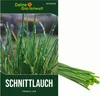 Schnittlauch Medium Leaf Samen - Allium schoenoprasum - Produktbild-Vorschau 1