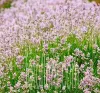 Stauden Gänge 1 x Lavandula angustifolia 'Rosea' - Echter Produktbild-Vorschau 6