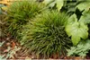 Stauden Gänge 1 x Luzula pilosa 'Igel' im 1 Liter Topf - Produktbild-Vorschau 1