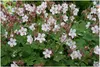 Stauden Gänge 3 x Geranium macrorrhizum 'Spessart' - weißer Produktbild-Vorschau 1