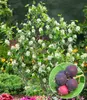 A flowering shrub with a close-up inset of its berries. Produktbild-Vorschau