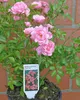 100x Rosa The Fairy Märchenhaft reich blühende Bodendecker Produktbild-Vorschau 2
