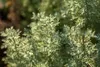 Artemisia absinthium, Wermut, silbrig-grün, ca. 9x9 cm Topf Produktbild-Vorschau 6