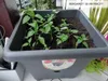 Nohel Garden Květník BERGAMOT samozavlažovací plastový Náhled obrázku produktu 7