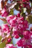 Zierapfel Rudolph 80-100 cm, im Topf - Malus Produktbild-Vorschau 4
