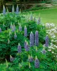 Lupinus polyphyllus 'Kastellan', Lupine, violett, ca. 11x11 Produktbild-Vorschau 2