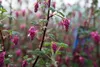 Ribes sang. 'King Edward Vii' - Ribes 50- 60 cm - Conteneur Voir les images du produit 4