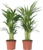 Goldfruchtpalme - 2 Stk - Dypsis lutescens - Höhe 60-70cm - Produktbild-Vorschau 1