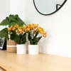 Kolibří orchideje - oranžová zlatá orchidej Phalaenopsis - Náhled obrázku produktu 3