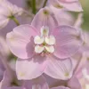 Bloomique - Zestaw 6 sztuk - Delphinium Magic Fountains Podgląd zdjęcia produktu 2
