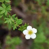 2 x  Fingerstrauch - Potentilla fruticosa 'Abbotswood'  | Produktbild-Vorschau 2