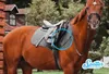 Animal Spotter® - Malý GPS tracker pre vášho psa, mačku, Náhľad obrázku produktu 6