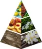 A pyramid diagram illustrating fragrance notes, with different ingredients on each level. Anteprima dell’immagine prodotto