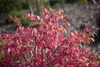 Euonymus alatus, Flügel-Spindelstrauch, 40–60 cm, leuchtend Produktbild-Vorschau 2