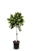 A potted lime tree against a white background. Anteprima dell’immagine prodotto
