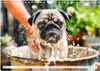 Mops-Mania - Der Spaßkalender für Mops-Fans (Wandkalender Produktbild-Vorschau 7