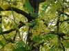 Schwarze Walnuss (Juglans nigra)  - 2 Samen Produktbild-Vorschau 2