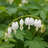 Bloomique - Lot de 6 - Dicentra Spectabilis Alba - Cœur Voir les images du produit 2