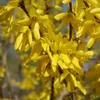 Forsythia Lynwood Forsythie gelb Zierstrauch Produktbild-Vorschau 1
