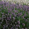 Lavandula angustifolia 'Dwarf Blue', Lavendel, blau, ca. Produktbild-Vorschau 2