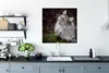 MuchoWow® Poster Eine graue Maine Coon Katze 75x75 cm - Produktbild-Vorschau 3