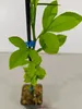 Set di 3 Limoni Swingle - Citrus citrumelo - Difficili da Anteprima dell’immagine prodotto 3
