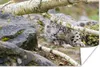 MuchoWow® Poster Schneeleopard - Äste - Stein 90x60 cm - Produktbild-Vorschau 1